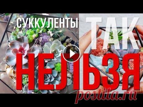 Мастер класс как сделать флорариум с суккулентами К суккулентам добавлять мох нельзя - это большая ошибка, которую совершают почти все студии, кто делает флорариумы на продажу. Правильный грунт для су...