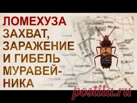 Ломехузы. Захват и эксплуатация муравейника - YouTube