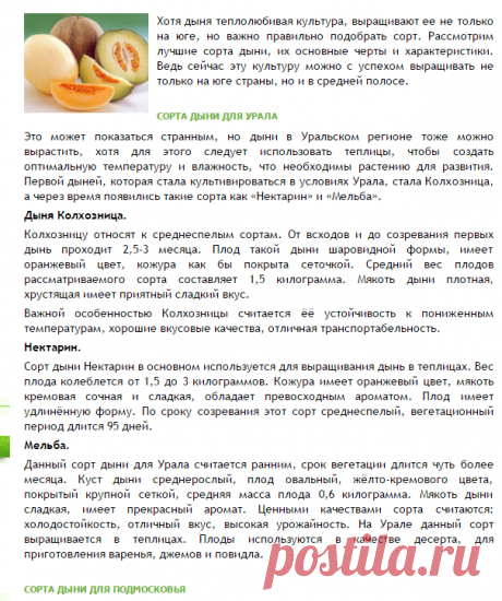 Лучшие сорта дыни