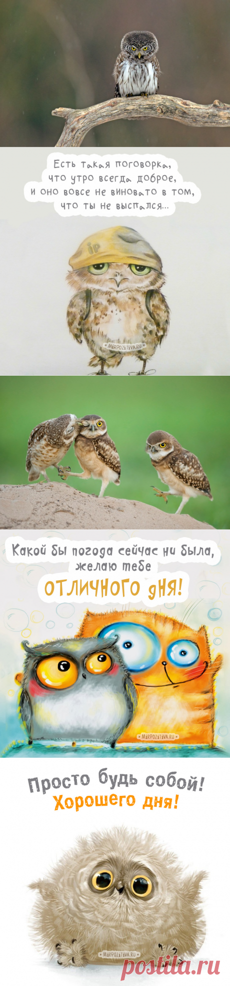Сова: фото и картинки