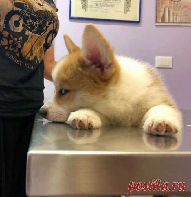 Осуждающий взгляд корги