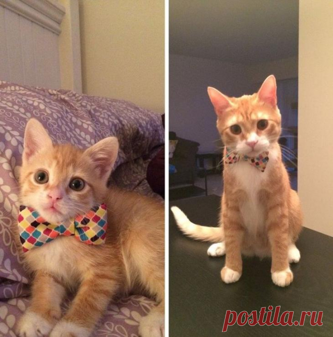 18 кошек, которые выросли и превратились из маленьких котят в величественных котяр