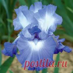 Diamond Lake Tall Bearded Iris   |   Pinterest • Всемирный каталог идей