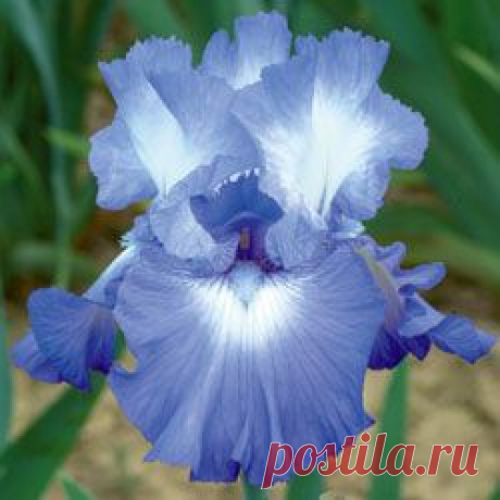 Diamond Lake Tall Bearded Iris   |   Pinterest • Всемирный каталог идей