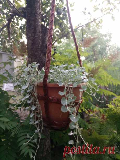 Дихондра ампельная «Серебристый водопад» (Dichondra repens, Dichondra argentea «Silver Falls») 11.08.2020