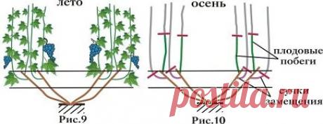 Посадка винограда 1- смесь: верхний слой грунта, 2-3 ведра перегноя, 1 литра древесной золы, 1 стакан суперфосфата. 2 - нижний слой грунта 1. Выкопайте яму диаметром 70-80 см и такой же глубины, составив верхний (20-30см) и нижний слои почвы отдельно. Перемешайте верхний слой почвы с удобрениями. Засыпьте на дно ямы такое количество этой смеси, чтобы после полива и оседания почвы расстояние от уровня почвы до дна составляло 35 см. 2. Насыпав посредине ямы небольшой бугорок...
