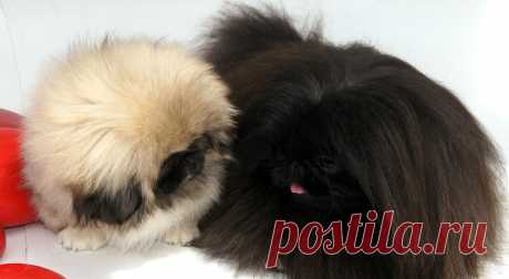 питомник WILFREDO мои щенки на продажу.