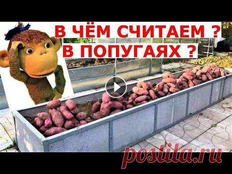 Урожайность с грядки, с площади и куста Разница в чём На примере картофеля Уника считаем урожайность с грядки, с площади и с куста. «Не покупайте, не сажайте Унику, не посмотрев это видео» - https://youtu...
