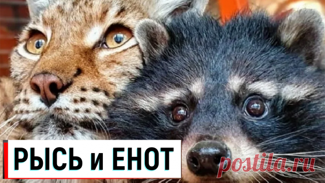 ✔ РЫСЬ и ЕНОТ
✔ LYNX and RACCOON