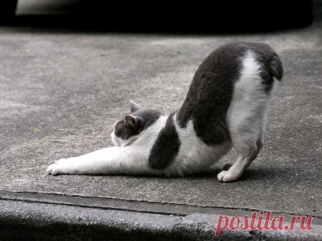 обои Кошки 13 - 100 фото. Фотографии Wallpaper Man.