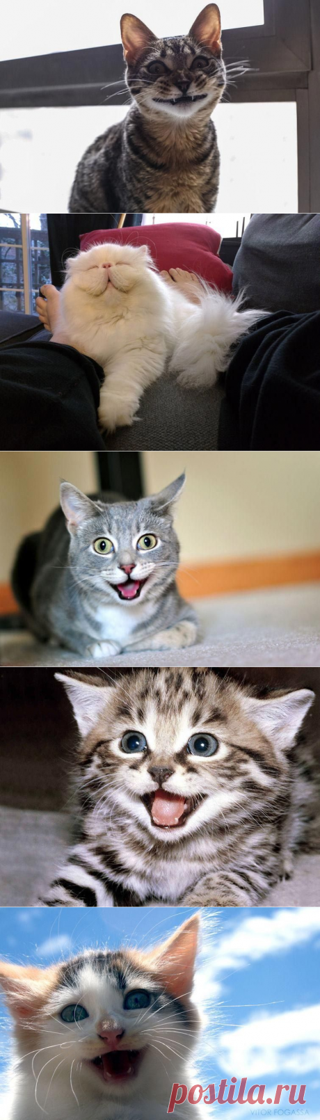 Самые смешные коты / Питомцы