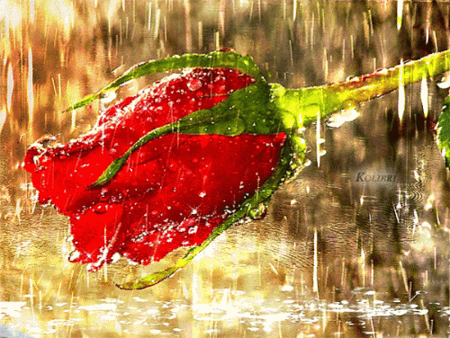 s-14084.gif (500×376)
