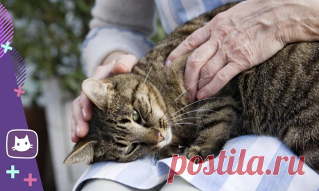 😸10 «пушистых» отличий наших любимых котиков от других четвероногих | Нос, хвост, лапы | Яндекс Дзен