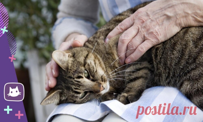 😸10 «пушистых» отличий наших любимых котиков от других четвероногих | Нос, хвост, лапы | Яндекс Дзен