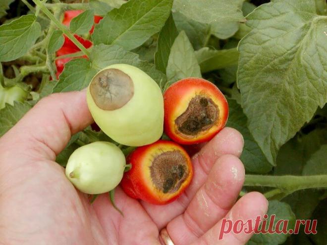 Вершинная гниль: не опускаем руки! Так уж получается: холим и лелеем высаженную рассаду. Поливаем ее, удобряем, радуемся, когда помидоры начинают розоветь. Ходим к грядкам в предвкушении. Срываем первый созревший плод, тянем его ко рту, чтобы куснуть за румяный бочок. А там... на самой «попке» – отвратительная черная гниль. Просто руки опускаются от такой картины.