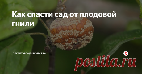 Как спасти сад от плодовой гнили От кошамара садоводов спасёт рецепт, подтверждённый годами.
