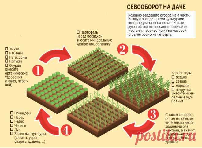 Как правильно чередовать посадки овощей и составить рациональную схему хороших и плохих предшественников? Таблица севооборота, которая поможет разобраться любому огороднику!