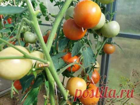 Чем полить томаты, чтобы собрать хороший урожай помидоров уже в июне: соседи обзавидуются. Если вы хотите добиться завидного урожая томатов, который вызывает восхищение у соседей, стоит воспользоваться секретными подкормками для растений.