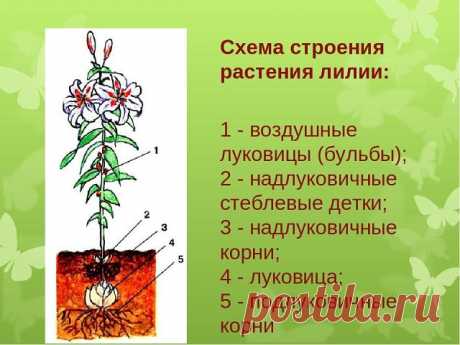 ПРИШЛО ВРЕМЯ ПЕРЕСАЖИВАТЬ ЛИЛИИ
Любители цветов начинают подготовку к рассаживанию садовых лилий. Эти красивые многолетние луковичные растения требуют периодической пересадки и отделения деток. Если своевременно не проводить этот ритуал - ваши лилии будут цвести более мелкими цветами, и количество цветов на стебле тоже будет уменьшаться.

Лилия состоит из луковицы, которая образуется из чешуек, они прикреплены к донцу, из которого растут корни. Из луковицы образуется росто...