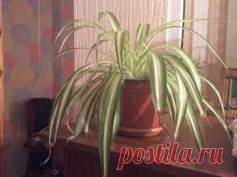 Хлорофитум: чернеют кончики листьев