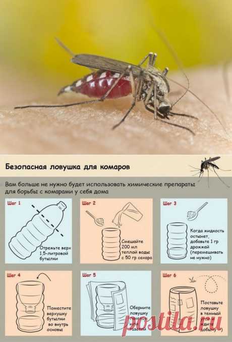 Народные методы отпугивания комаров. Ловушка для комаров своими руками - мастер-класс