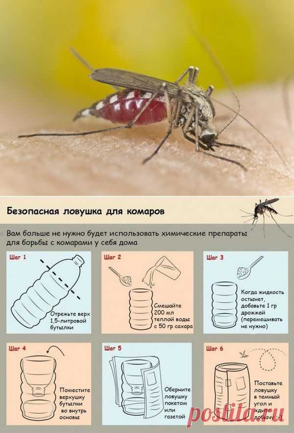 Народные методы отпугивания комаров. Ловушка для комаров своими руками - мастер-класс