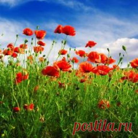 Сегодня 16 июля в народном календаре Мокий и Марк, Стожары