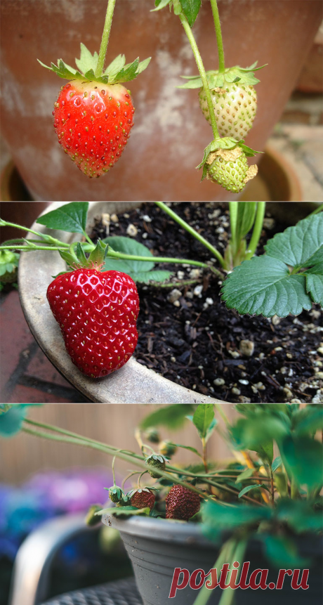 Можно выращивать клубнику дома на подоконнике и на балконе