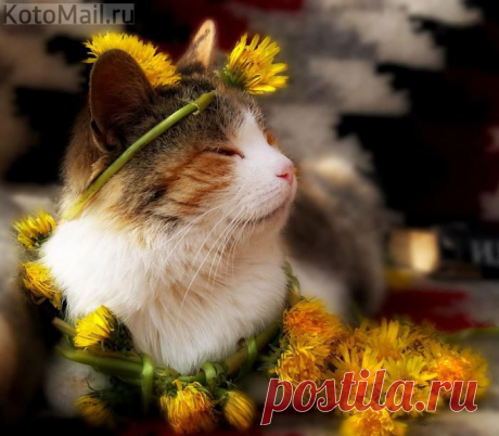 Летние цветы | KotoMail.ru