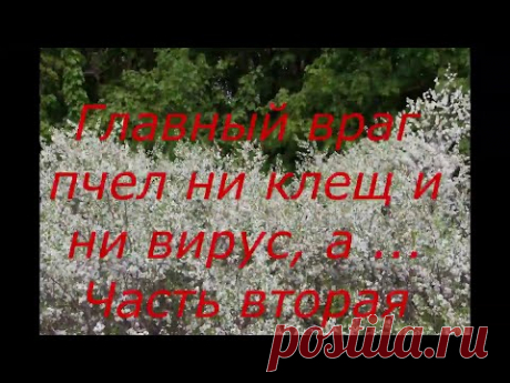 Главный враг пчёл ни клещ и ни вирус, а .. Часть вторая