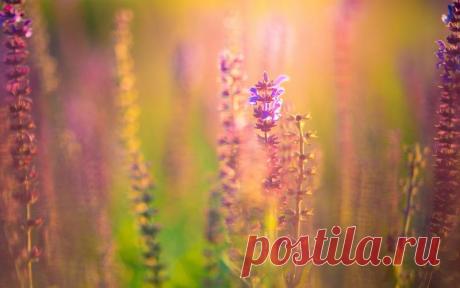 Украсить рабочий стол картинки цветочек, розовый, цветок, цветочки, Цветы, фиолетовый - Цветы