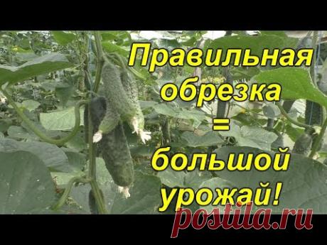 После этой обрезки огурцы "рванули" плодоносить!!!