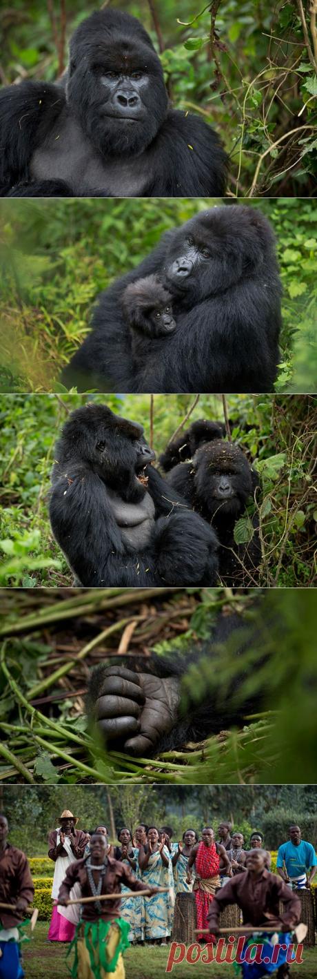 Горные гориллы из Руанды