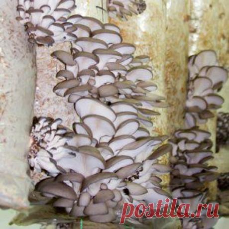 Усадьба | Огородник : Выращиваем вешенки на субстрате