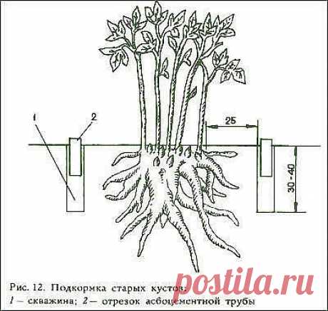 Как вносить удобрения.