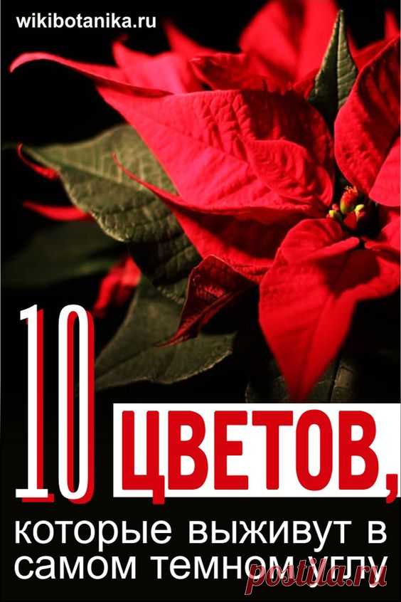 Самые неприхотливые комнатные растения для северных окон. #растения #цветы #домашние_растения #комнатные_растения