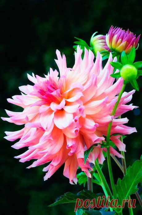 ZsaZsa Bellagio – Like No Other: It's Glam Gorgeous