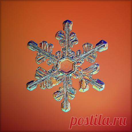 Не сразу поняла, как это снято: невероятной красоты снежинки (настоящие, сделано матушкой-природой и фотографом из Вологды) | Северяночка | Яндекс Дзен
