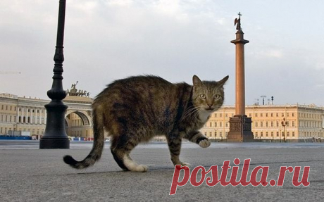 Коты Эрмитажа » Nibler.ru - мой маленький уютный уголок