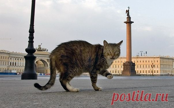 Коты Эрмитажа » Nibler.ru - мой маленький уютный уголок