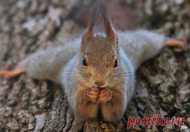 Удобная поза)