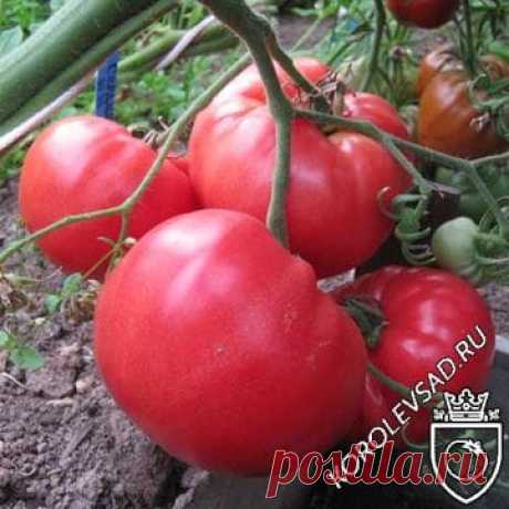 Семена томата Мичуринец купить по низкой цене, описание сорта, характеристики