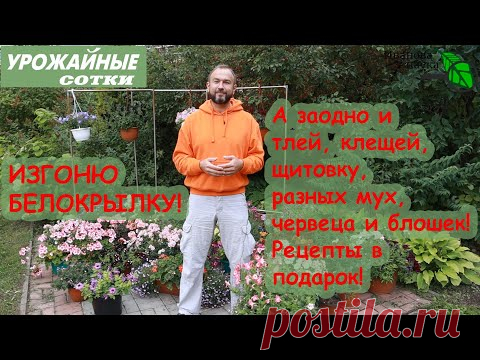ТОЛЬКО ТАК МОЖНО ИЗГНАТЬ БЕЛОКРЫЛКУ!  Клей, Теппеки, яды и грибы - обзор средств и способов.