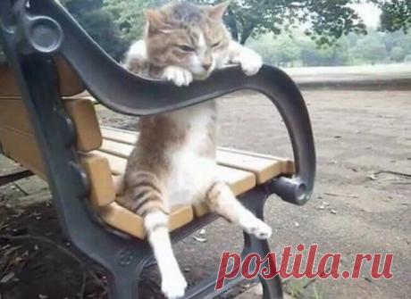 Забавные кошки