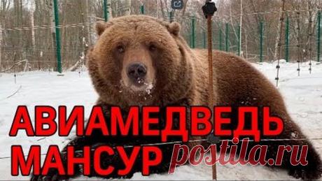Спасённый лётчиками медведь Мансур стал видеоблогером