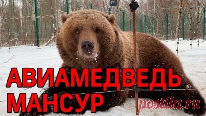 Спасённый лётчиками медведь Мансур стал видеоблогером