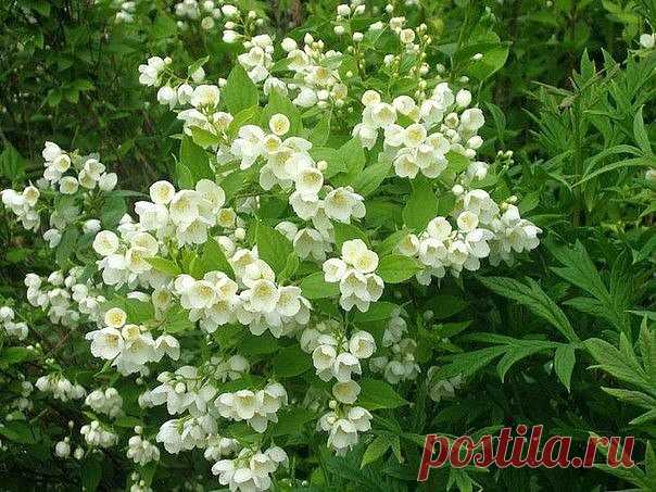 Сажаем жасмин. 
 
Нарядные, обильно цветущие кусты жасмина очень красиво смотрятся в саду. Белые махровые или простые по форме цветы источают нежный запах земляники, особенно вечером после захода солнца. Жасмин радует своим цветением целых два месяца - июнь и июль. Из множества сортов можно подобрать на вкус любой. Для живой изгороди отлично подойдут низкорослые, высотой до одного-полутора метров кусты. А в качестве солитеров хорошо будут смотреться кусты высотой до двух-т...