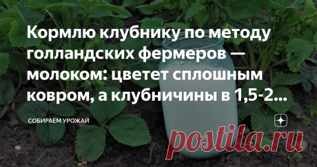 Кормлю клубнику по методу голландских фермеров — молоком: цветет сплошным ковром, а клубничины в 1,5-2 раза больше Молоко издревле служит подкормкой для многих огородных растений. И клубника не исключение. Особенно метод популярен у голландских фермеров (у крымских тоже). Через неделю после подкормки этим «белым натуральным удобрением» клубничник не узнать. Даже самые дохленькие кусты пускаются в бурный рост. Листья становятся темно-зеленого насыщенного цвета, а грядка вся...