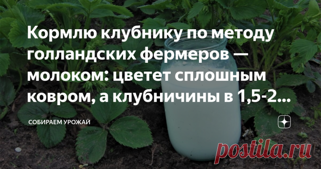 Кормлю клубнику по методу голландских фермеров — молоком: цветет сплошным ковром, а клубничины в 1,5-2 раза больше Молоко издревле служит подкормкой для многих огородных растений. И клубника не исключение. Особенно метод популярен у голландских фермеров (у крымских тоже). Через неделю после подкормки этим «белым натуральным удобрением» клубничник не узнать. Даже самые дохленькие кусты пускаются в бурный рост. Листья становятся темно-зеленого насыщенного цвета, а грядка вся...