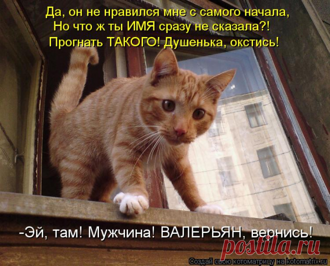 Котоматрица: Случайные котоматрицы